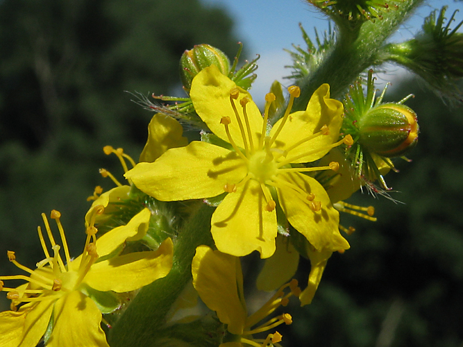 Agrimony