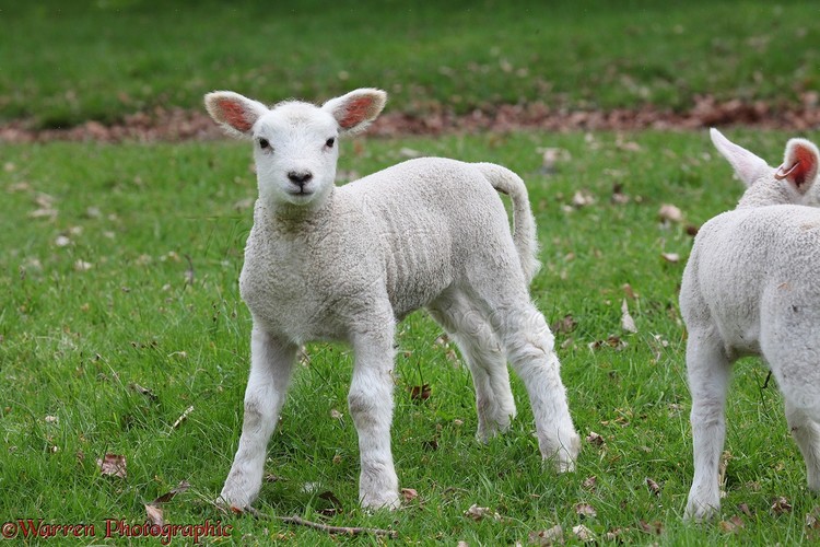 Lamb