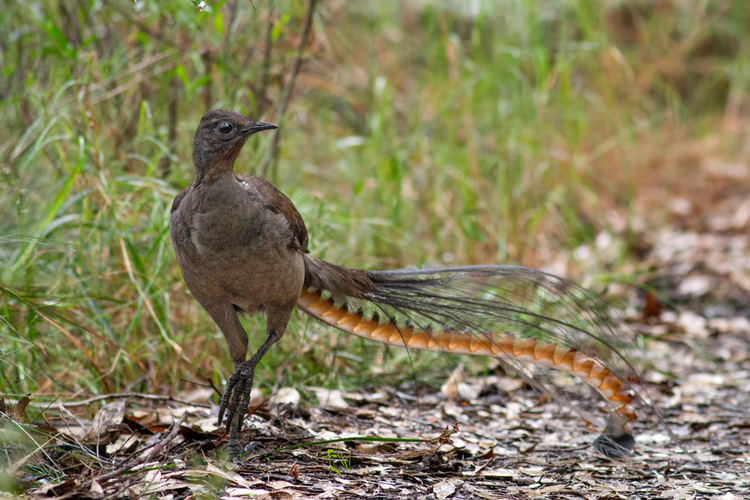 Lyrebird