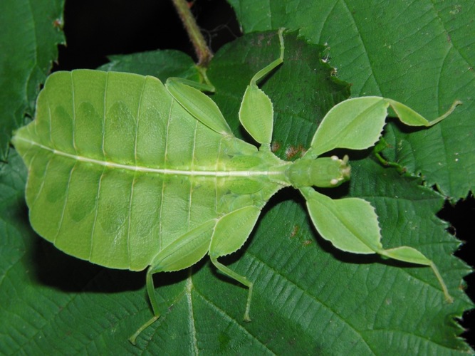 Leaf Insect