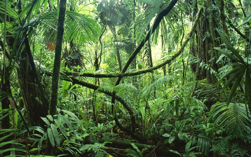 Rainforest