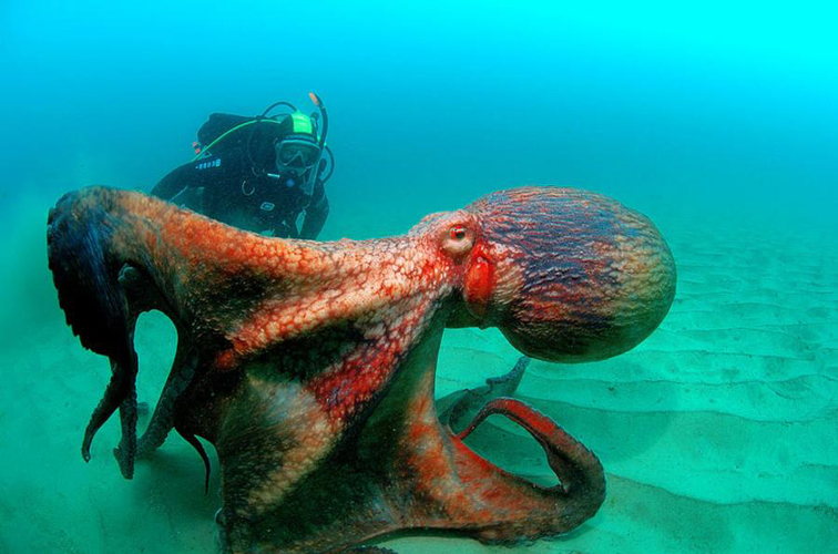 Octopus