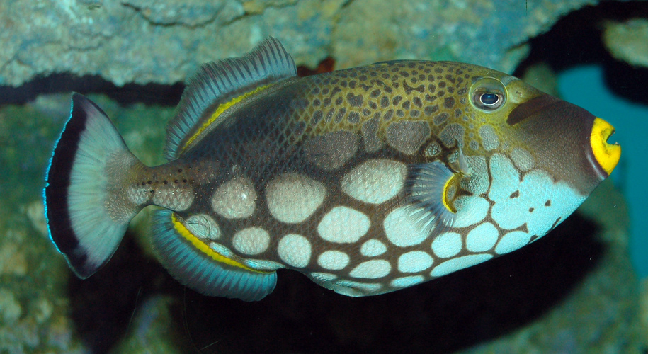 Triggerfish