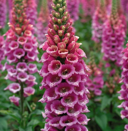 Digitalis