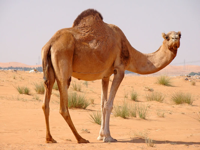 Dromedary