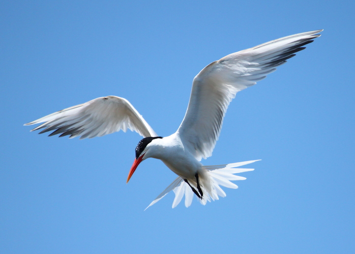 Tern