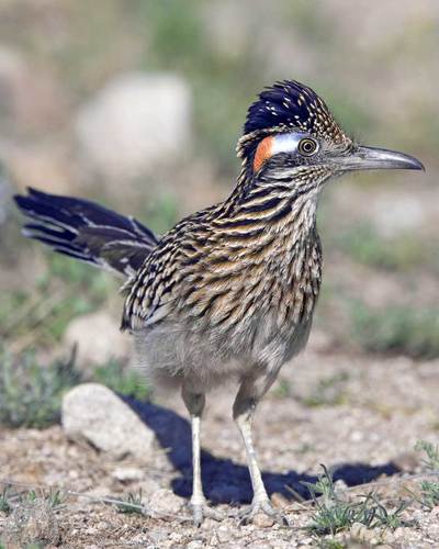 Roadrunner