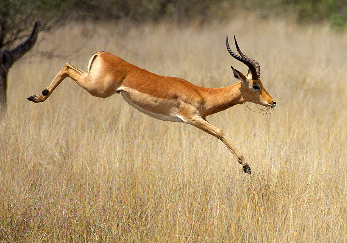 Impala