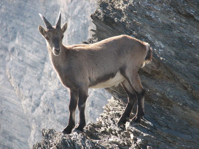 Ibex