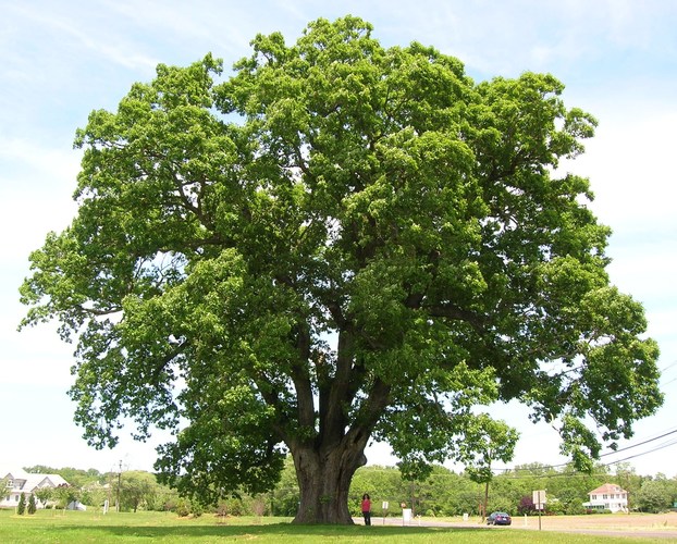 Oak