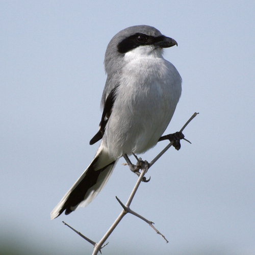 Shrike