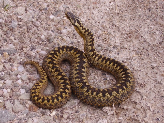 adder