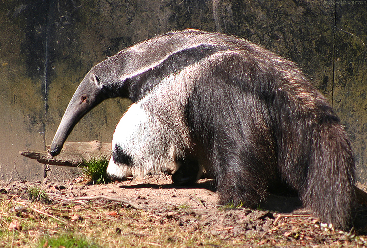 Anteater