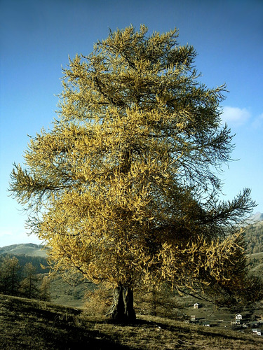 Larch