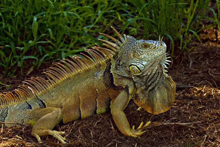 Iguana