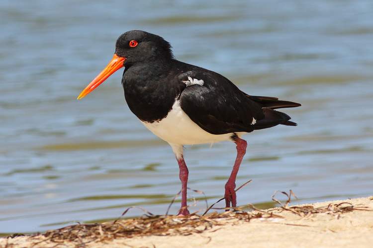 Oyster Catcher