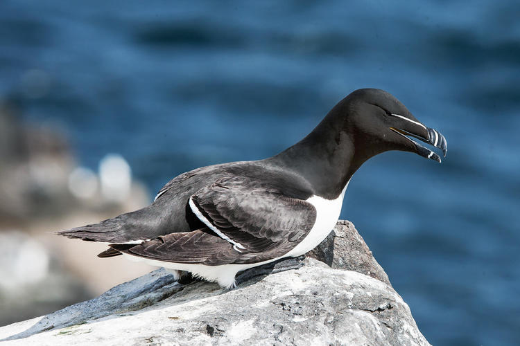 Razorbill