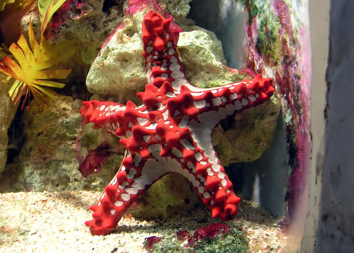 Starfish