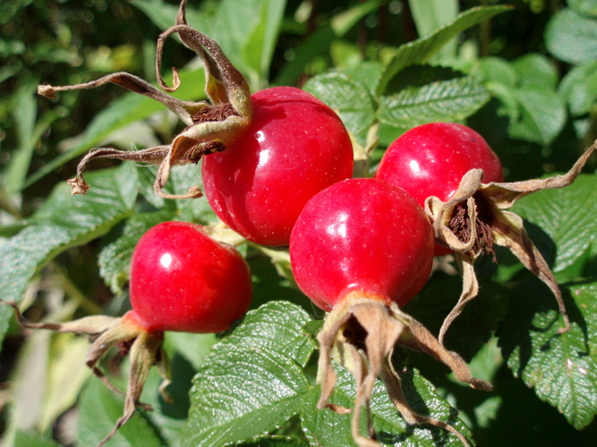 Rosehip