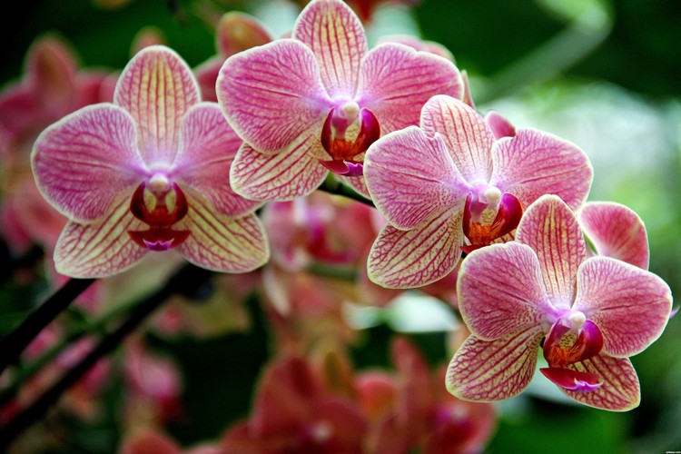 Orchid