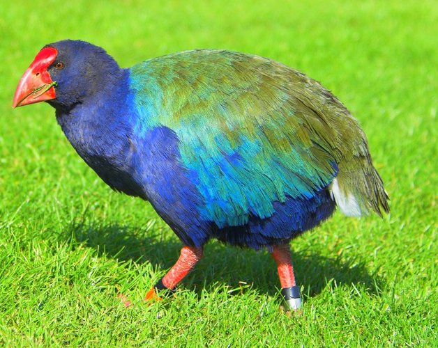 Takahe