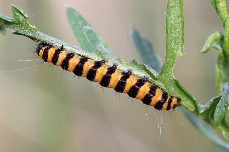 Larva