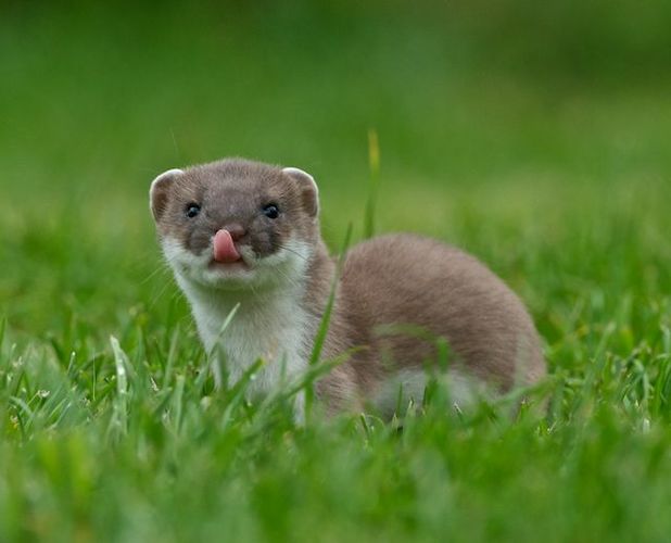 Stoat