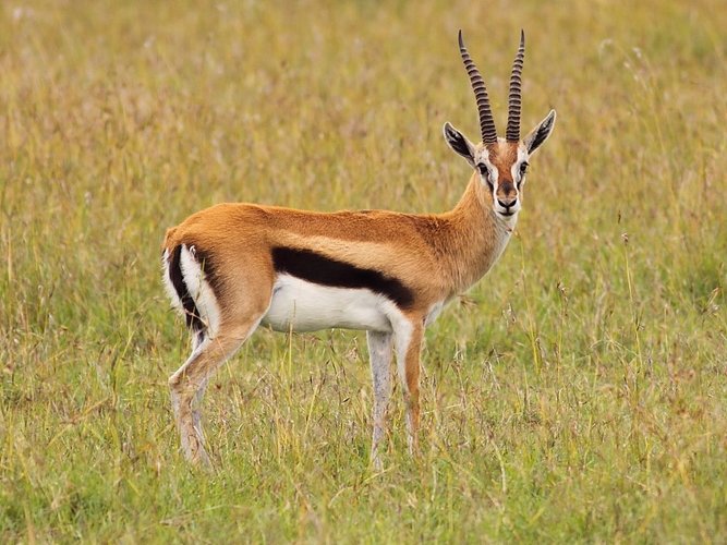 Antelope