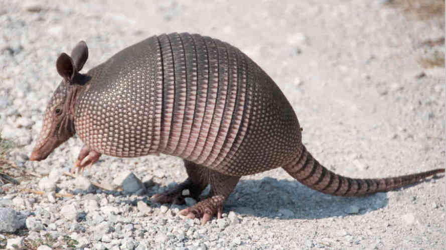 Armadillo