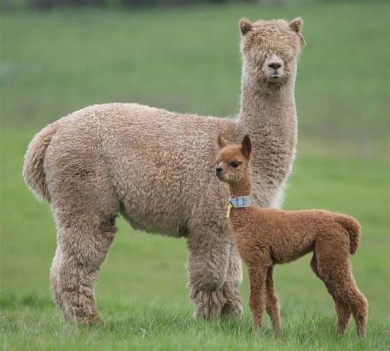 Alpaca