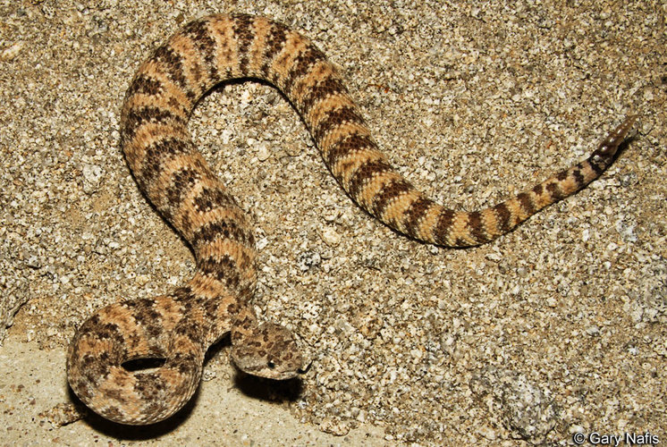 Rattlesnake