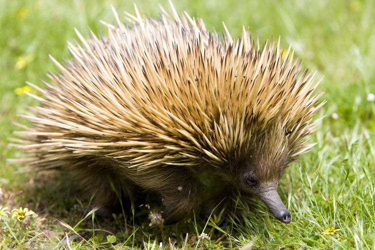 Echidna