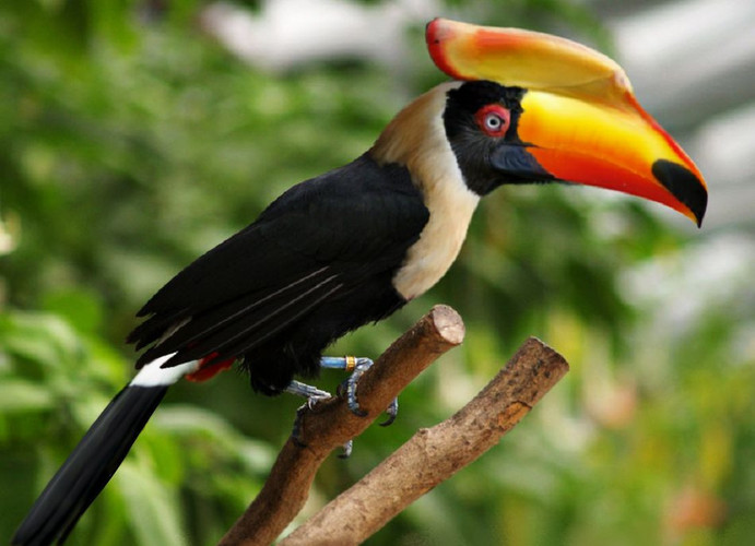 Hornbill