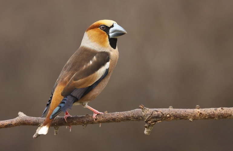 Hawfinch