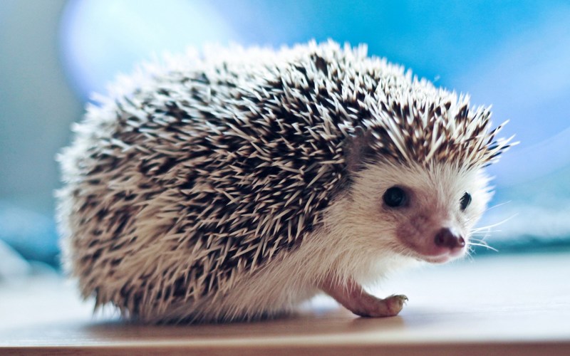 Hedgehog