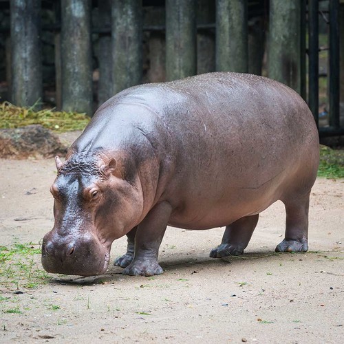 Hippopotamus