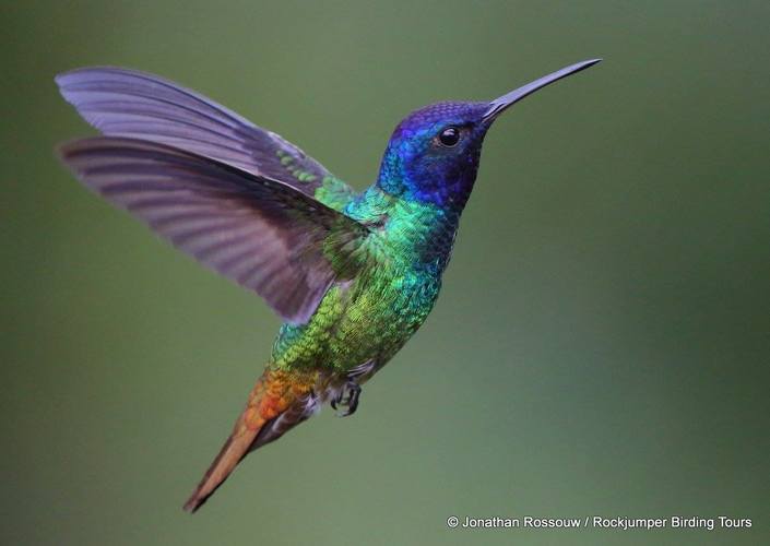 Hummingbird