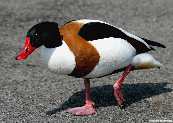 Shelduck