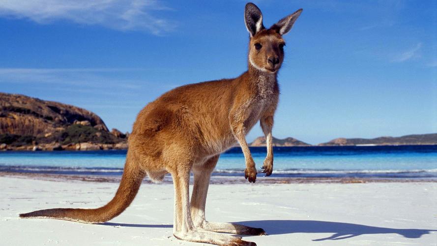 Kangaroo