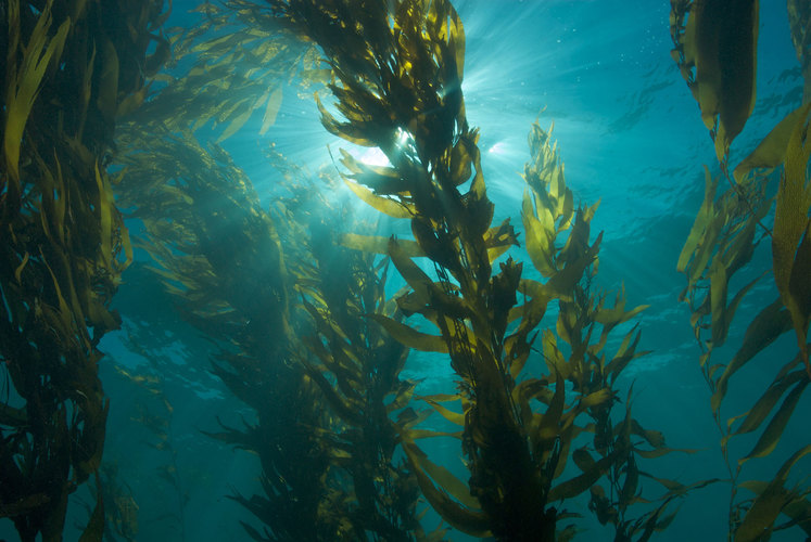 Kelp