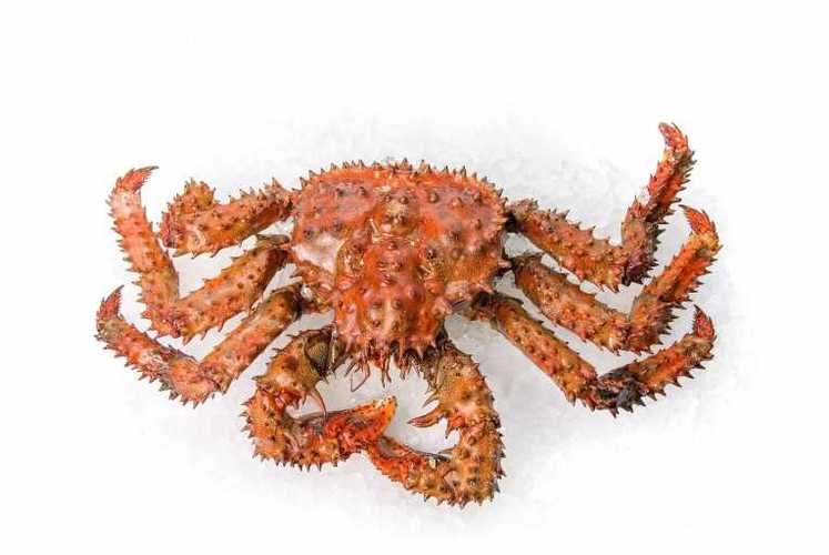 King Crab