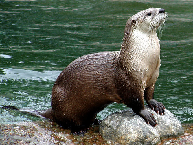 Otter