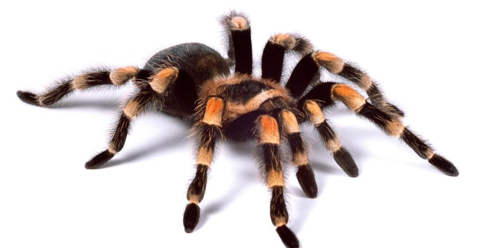 Tarantula