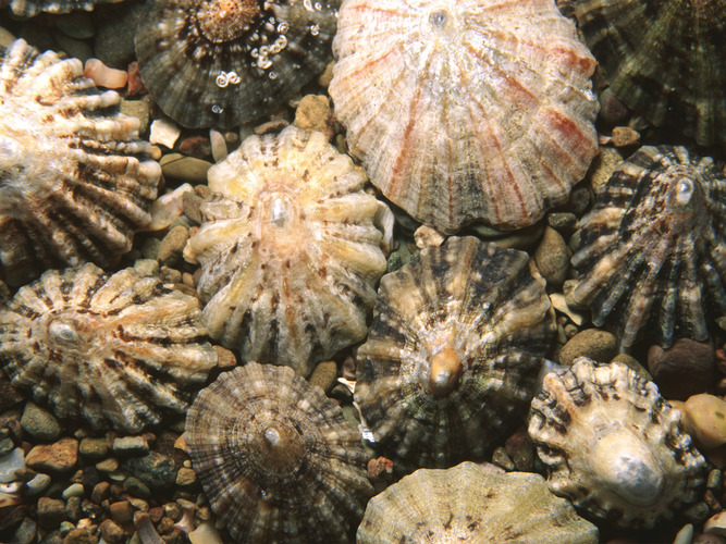 Limpet