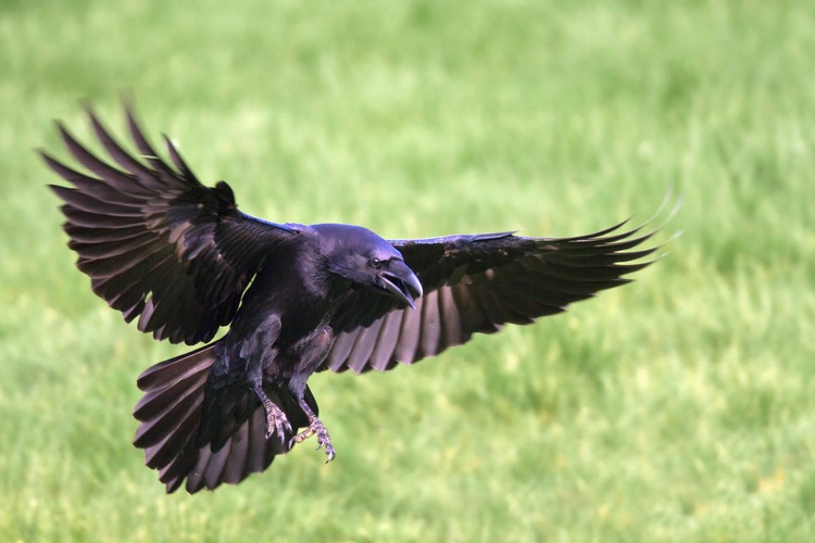 Raven