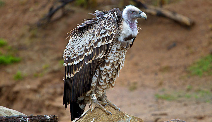 Vulture