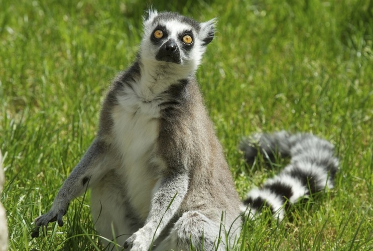 Lemur