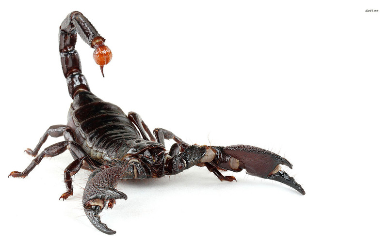 Scorpion