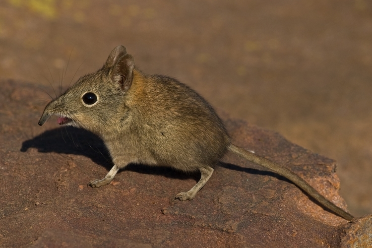 Shrew