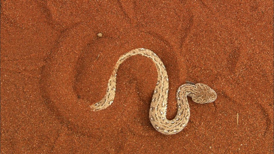 Sidewinder